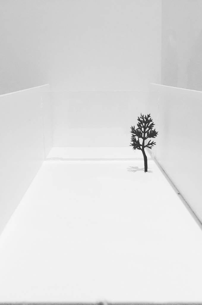 Minimalist White Space - Small Tree